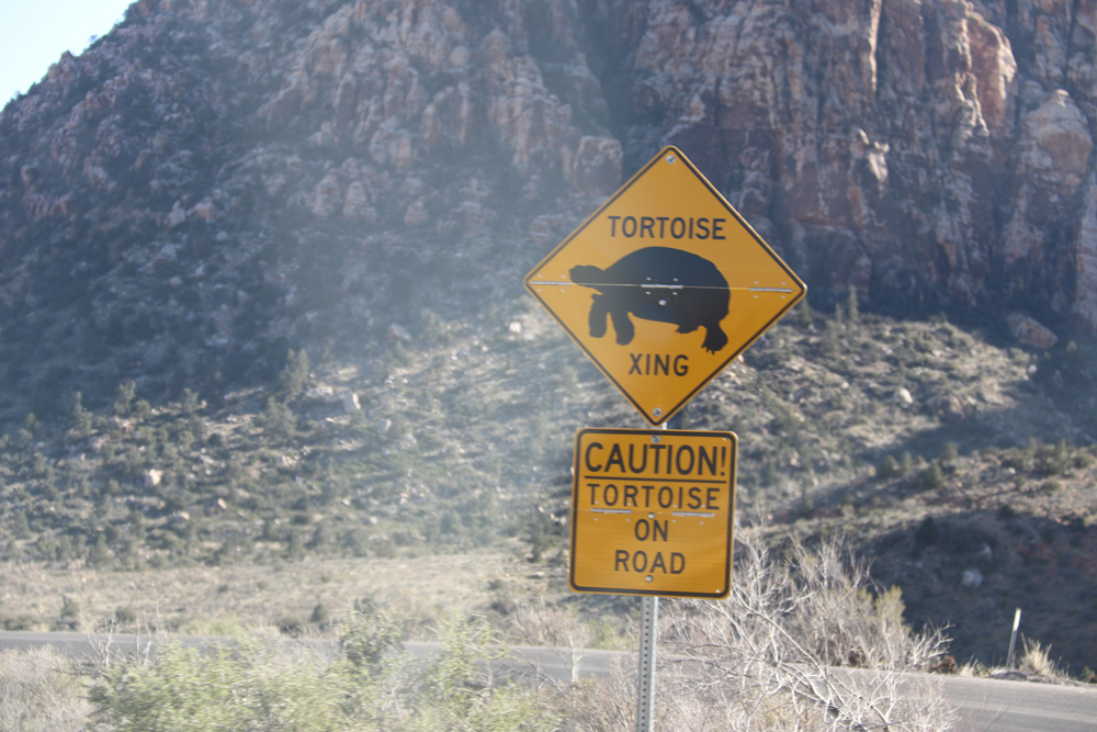Varo kilpikonnia! Kilpikonnavaara