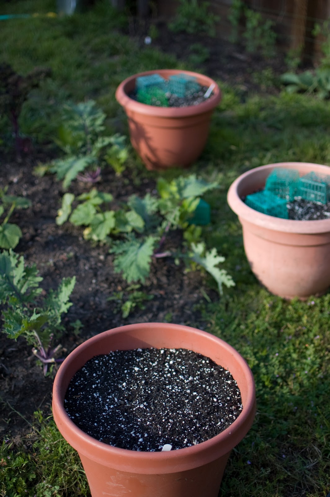 Renee's Garden Seeds Renee's Blog SeedGROW Project 2011