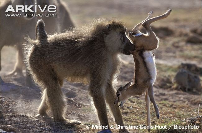 interactions between african wildlife yellow baboon