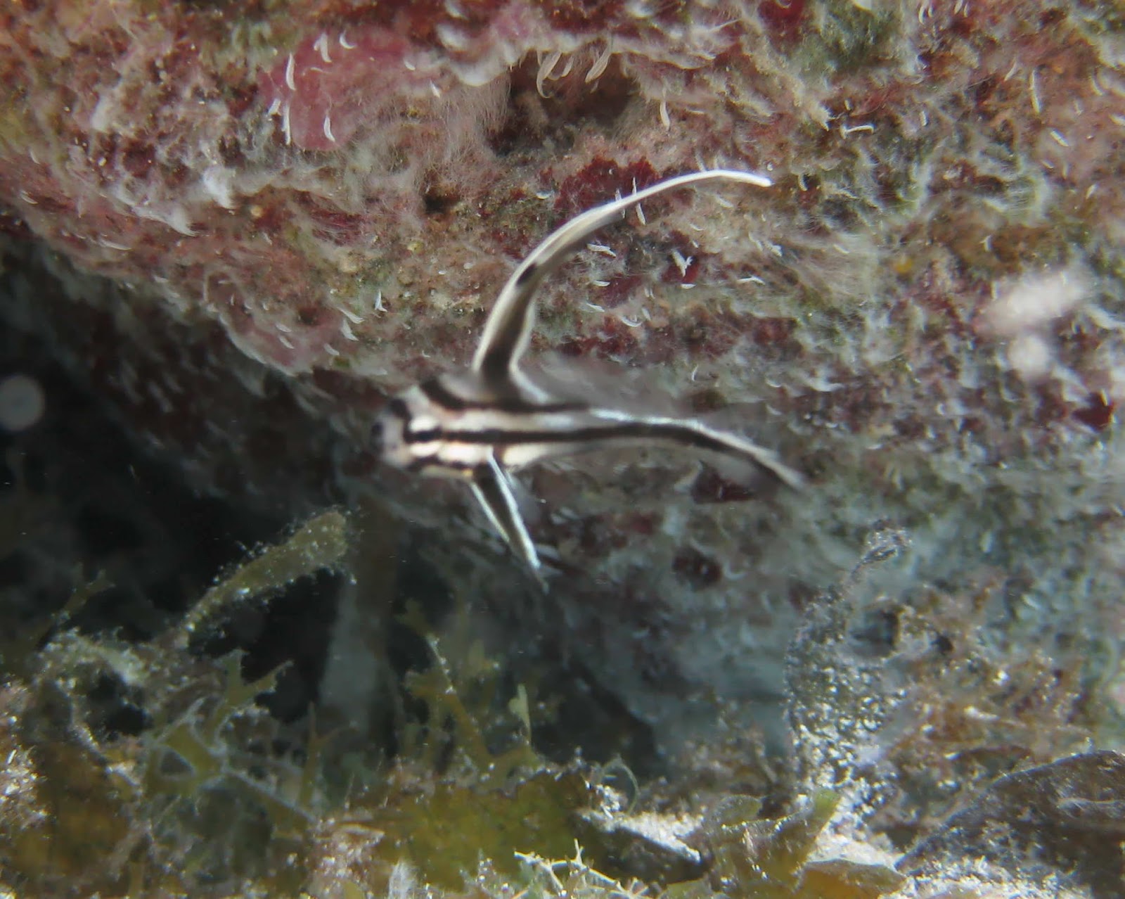 Such life in the tropics... 4/1/12 4/8/12