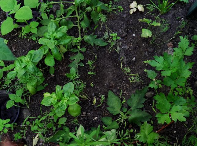 [Bild: K640_Gew%25C3%25A4chhausboden.JPG]