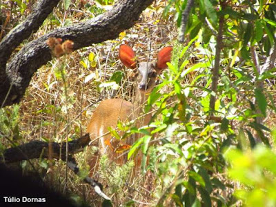 Veado-catingueiro (Mazama gouazoubira) em área de cerrado. Animal alimenta-se de folhas, flores e frutos. Foto: Túlio Dornas. Veado-catingueiro, Mazama gouazoubira, animal, veado-virá, cabra silvestre, corzuela común, gray brocket, brown brocket, corzuela parda, guazu, guazu virá, viado catingueiro, viado, animals, cervídeos, brasil, natureza, conservação