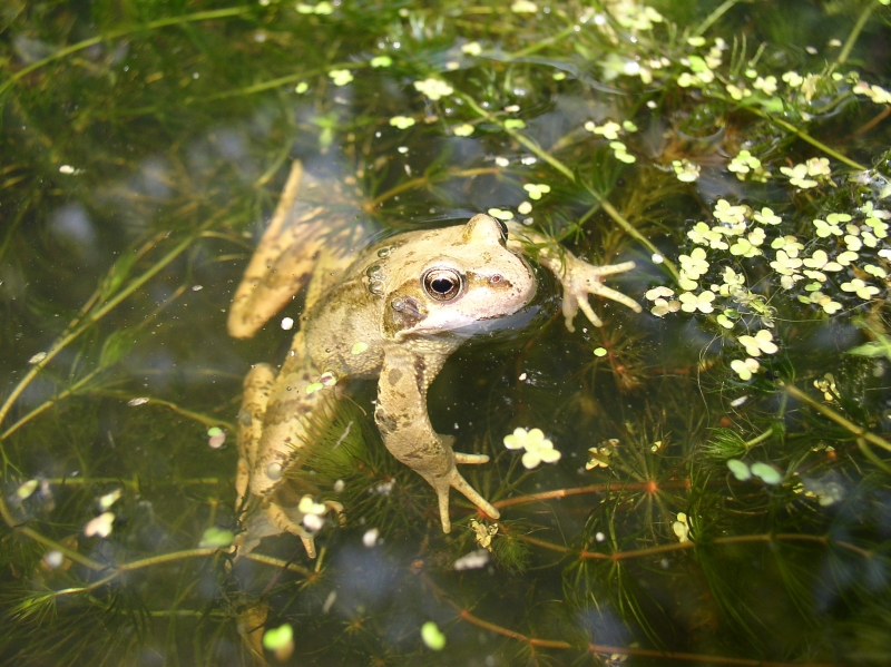 josh-frogs.jpg