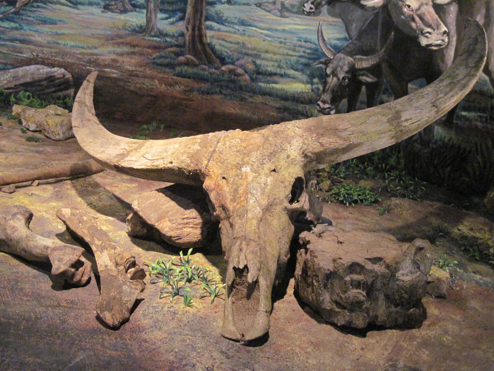 fossil 1487