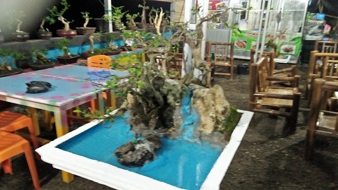 PEROSES MEMBUAT BONSAI BERINGIN KIMENG CEPAT & INDAH