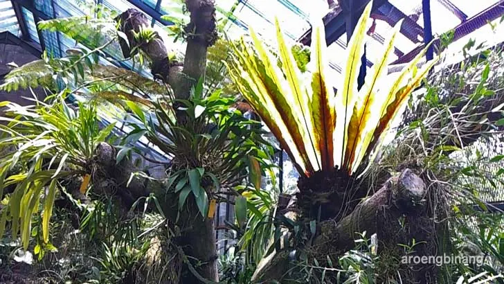rumah anggrek kebun raya bogor