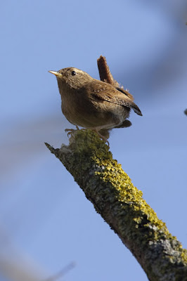 Cargolet (Troglodytes troglodytes)