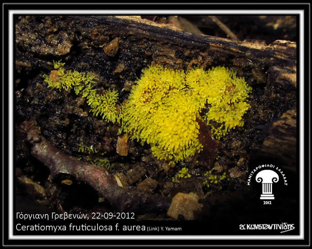 Ceratiomyxa fruticulosa f. aurea