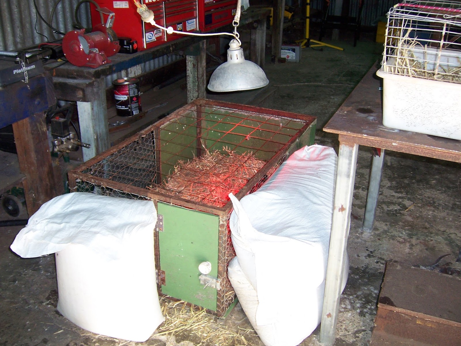 Pretending to Farm The Art of Raising Orphaned Lambs