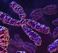 [Image: cromossomos.jpg]