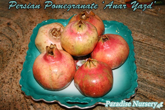 washing_pomegranate.jpg