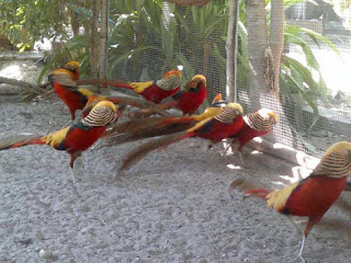 Galeri Foto Golden Pheasant Terbaru 3 Foto Golden Pheasant Terbaru Jual Ayam Hias Golden Pheasant