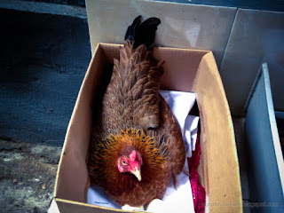 A Hen In The Cardboard Is About To Lay Eggs In The House