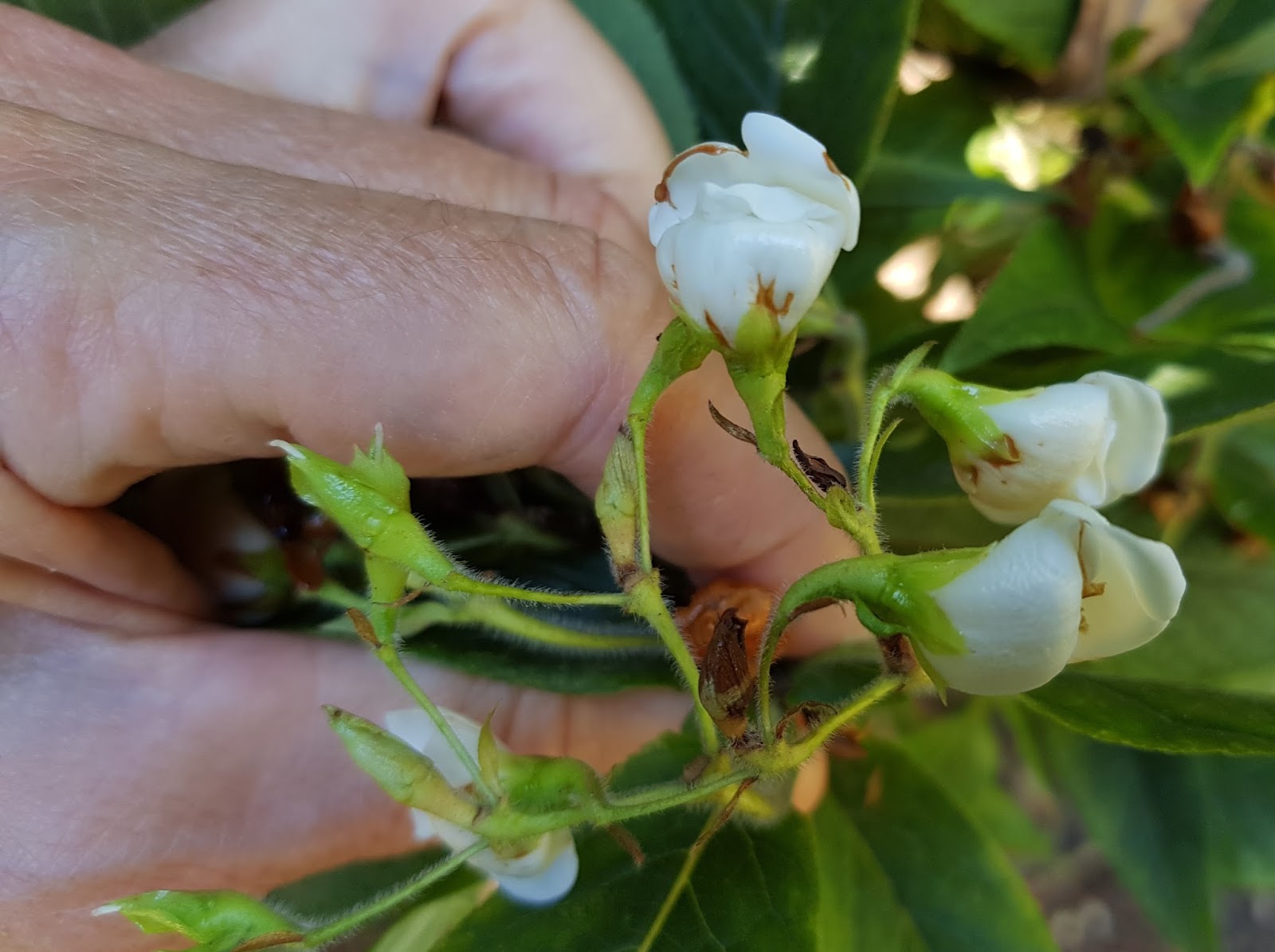 Striving For Diversity Fragrant Champaca Scent Garden Fragrant