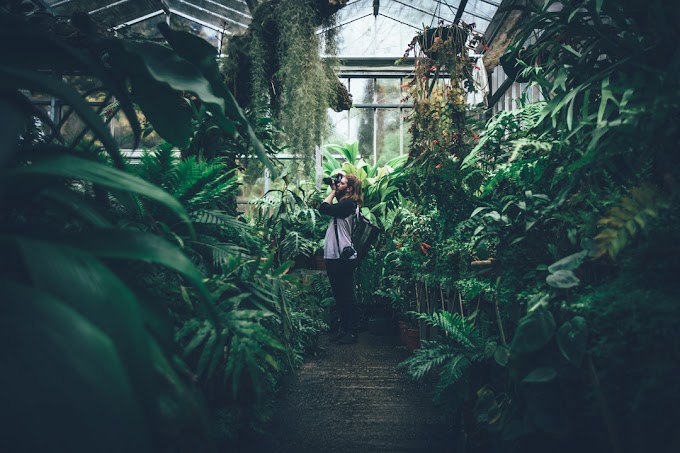 Bucket List: London’s Lush Greenhouses