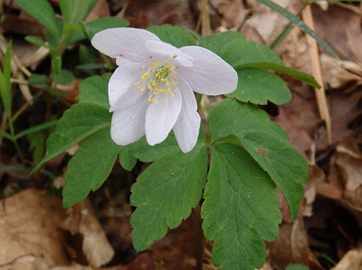 Anemona de bosque (Anemone nemorosa)