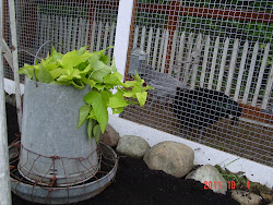 chicken coop chic shabby dressed fall flea feeders found market these