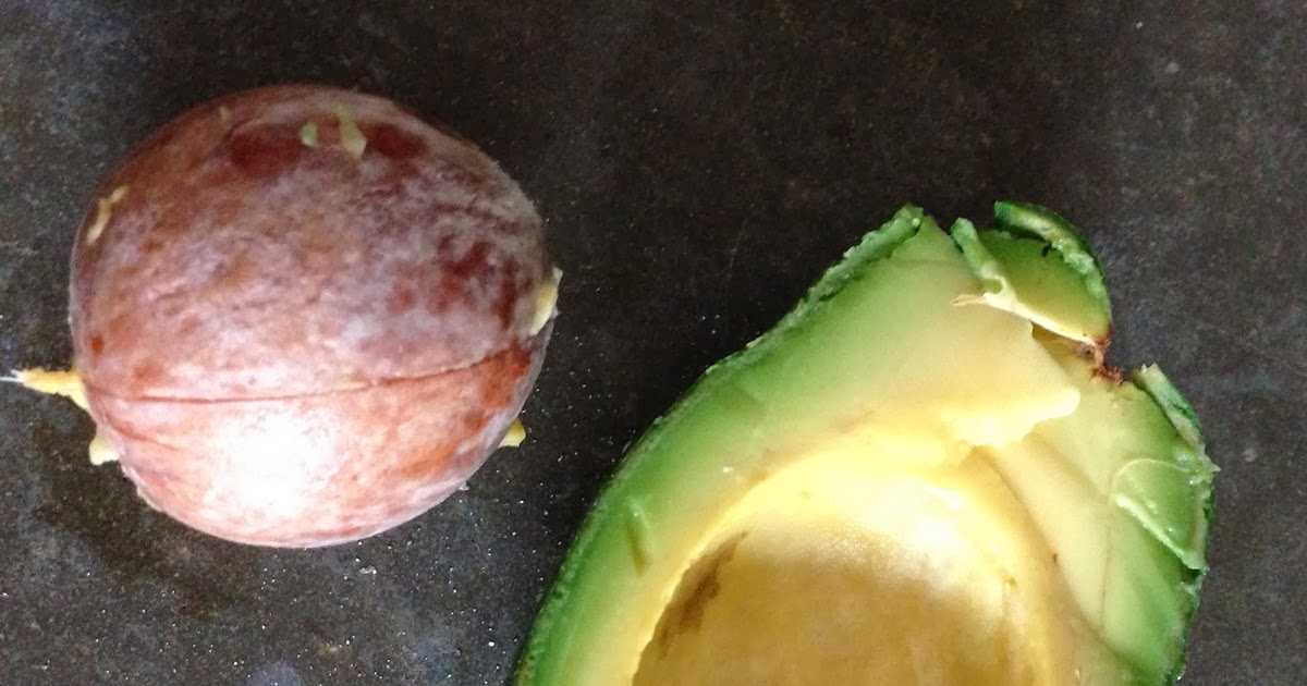 Made This Weekend Growing avocado from seed without toothpicks!