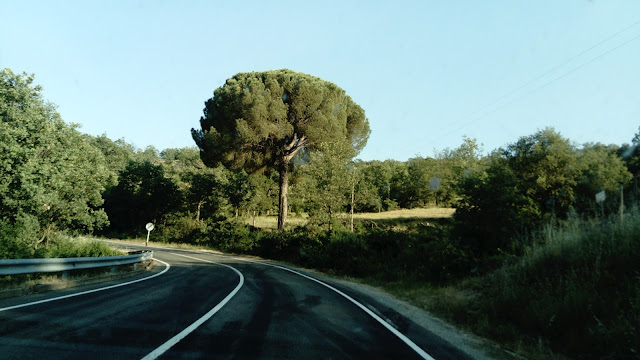Pino piñonero (Pinus pinea L.).