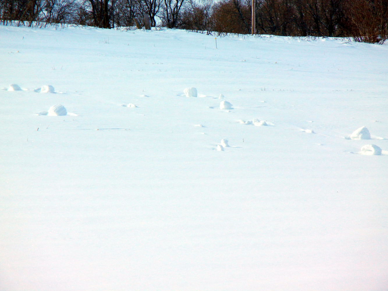 Ronna's Blog Snow Rolls