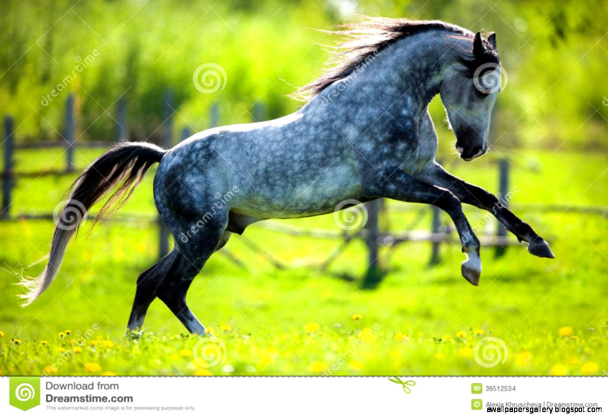 Horses Running In The Spring