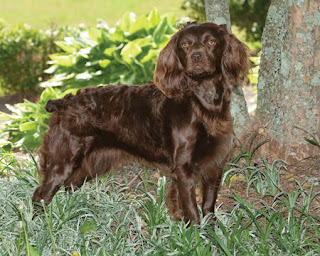 spaniel boykin hunting dog carolina south duck breeds state dogs jamaica cats american waterfowl traditional non guide questions