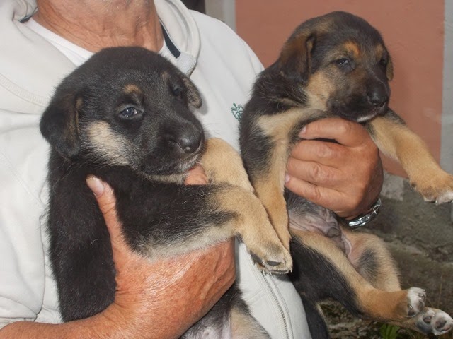 Pastore Tedesco Amanti Dei Cani Da Circo Magliette - Foto 8