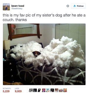 stupid dog destroys a sofa what me