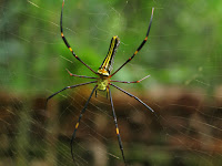 Mesmerizing Goa... Netravali trail with Trek O Phy 2 Mesmerizing Goa... Netravali trail with Trek O Phy 2