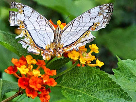 Cyrestis thyodamas, butterfly, flowers
