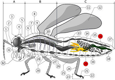 Natural Science 2: Excretory system in insects