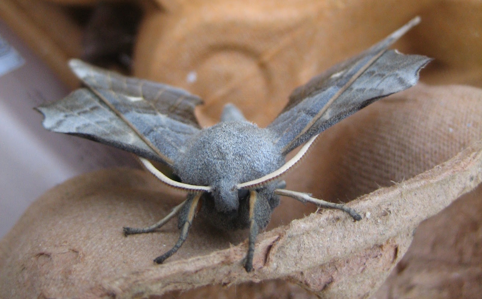 Martin's Moths Baby boom