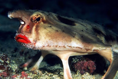 Batfish, Ikan yang Memiliki Bibir Merah Seksi
