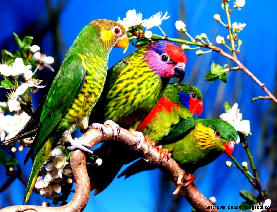 Desktop Wallpaper Free Downloads   Wallpaper HD Wide