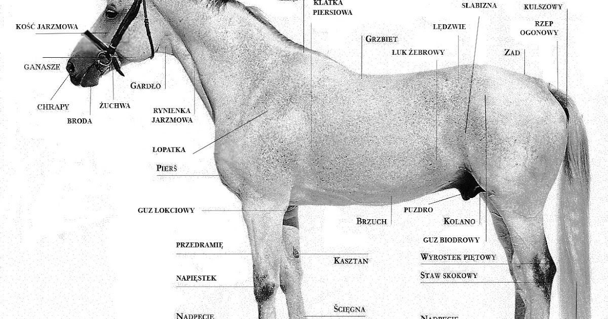 Pytania Na Odznake Jezdze Konno Konie na Ziemi i nie tylko : Budowa konia