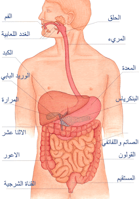 kosakata bahasa arab anggota tubuh manusia