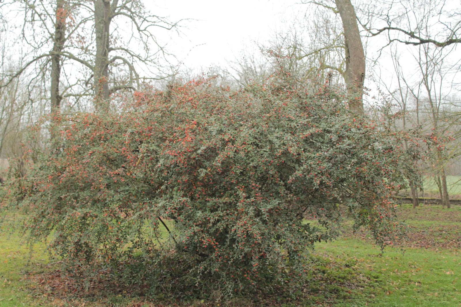 Vegetal Art La Minute Jardin Sur France Bleu Berry Societe D