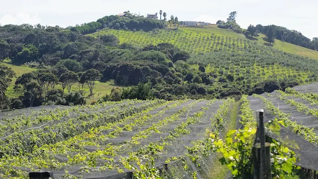 Vineyards on Waiheke Island on a day trip from Devonport Auckland New Zealand