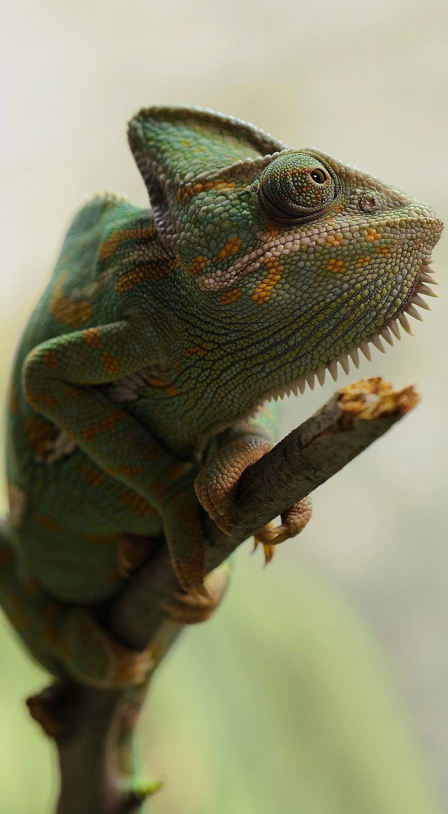 Picture of a veiled chameleon.