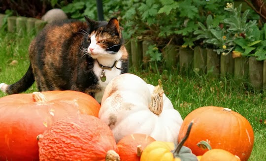 Warwick pumpkins cat
