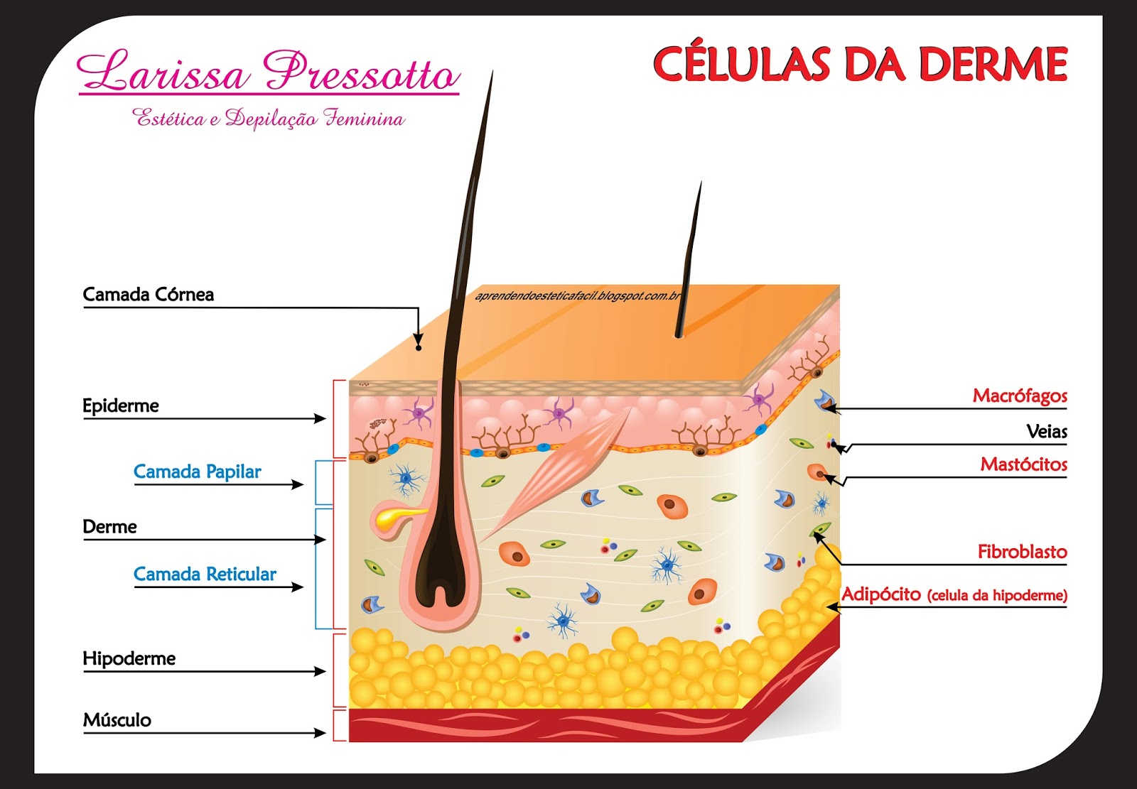 Cite Os Anexos Da Epiderme Das Plantas E Dê Exemplos