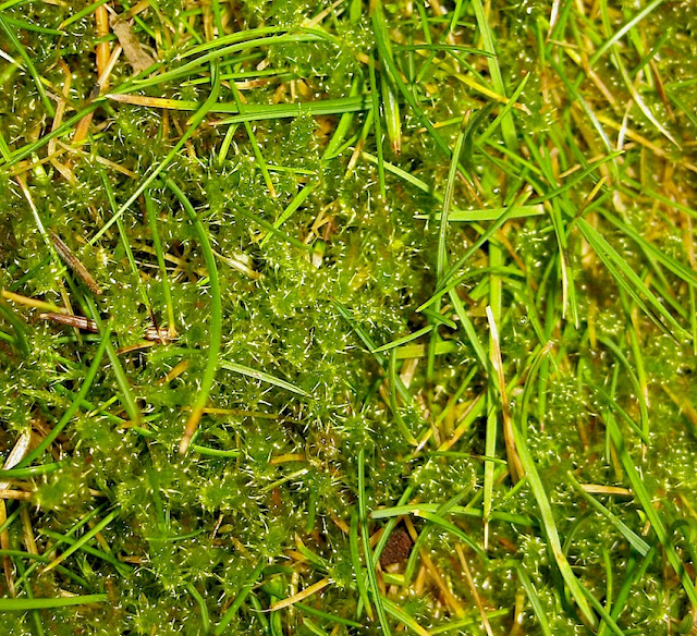 Roger Brook the no dig gardener Using iron sulphate to control moss