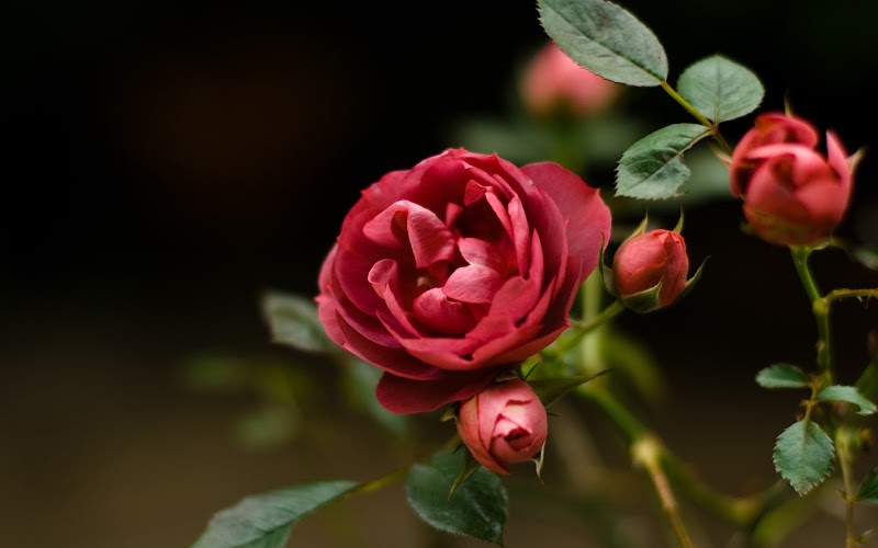 20+ Gambar Bunga Mawar Yang Cantik, Keren Abis!