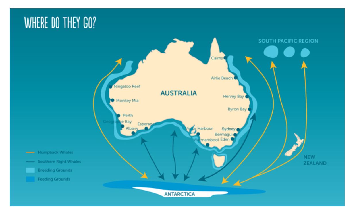suzanne-brandyn-author-whale-migration-where-do-they-go