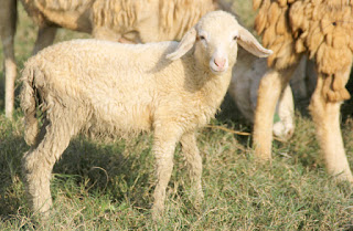 Hướng dẫn chọn cừu giống và mua cừu giống ninh thuận