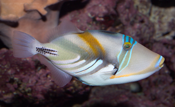 Picasso Triggerfish