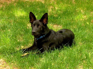 Big German Shepherds: Solid Black German Shepherds