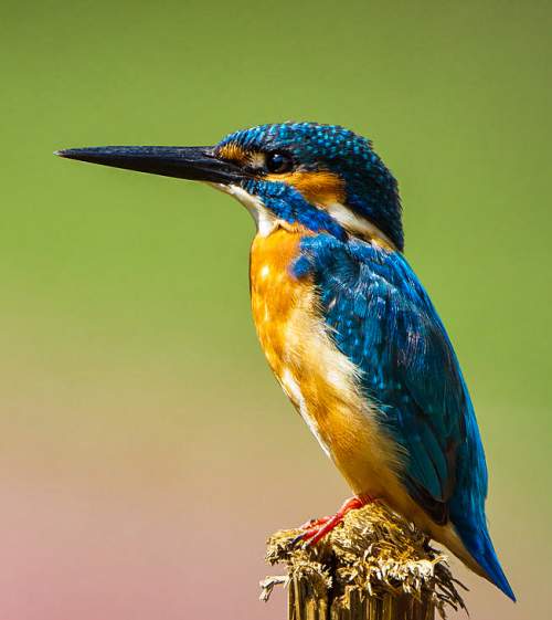 Indian birds - Picture of Common kingfisher - Alcedo atthis