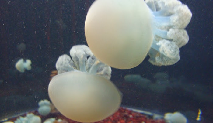 クラゲの部位とその働き - 傘