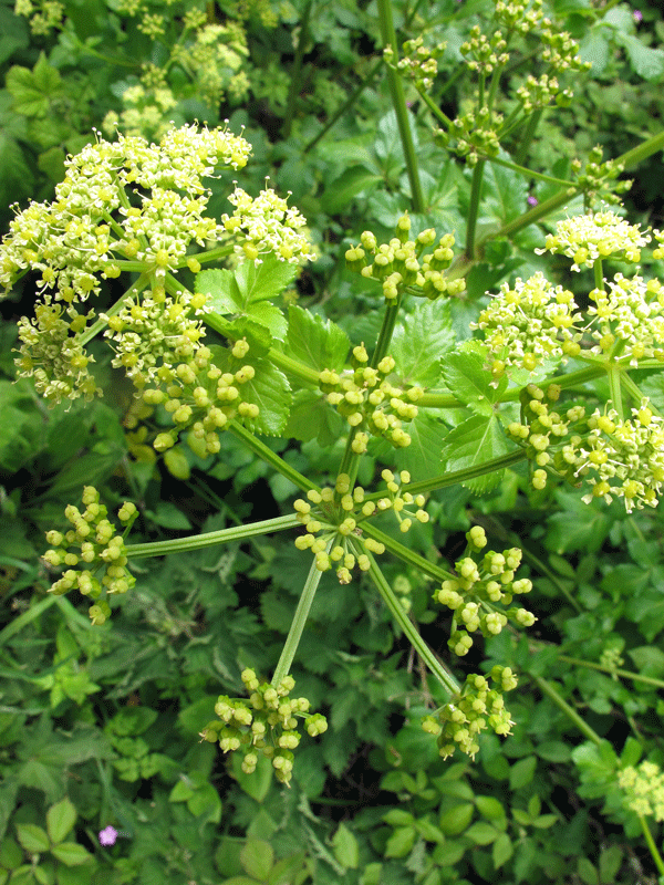 reensstitcher Hedgerow wild flowers Part 2